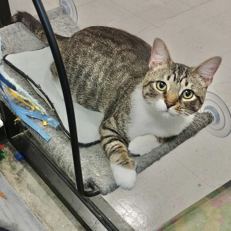 An adult medium-sized female Tabby cat named Jackie for adoption in Rock Hill, SC