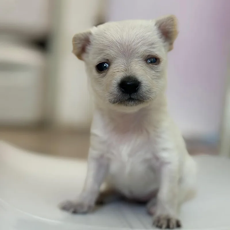 A young small-sized female White / Cream Chihuahua dog named LunaSugar for adoption in San Pablo, CA