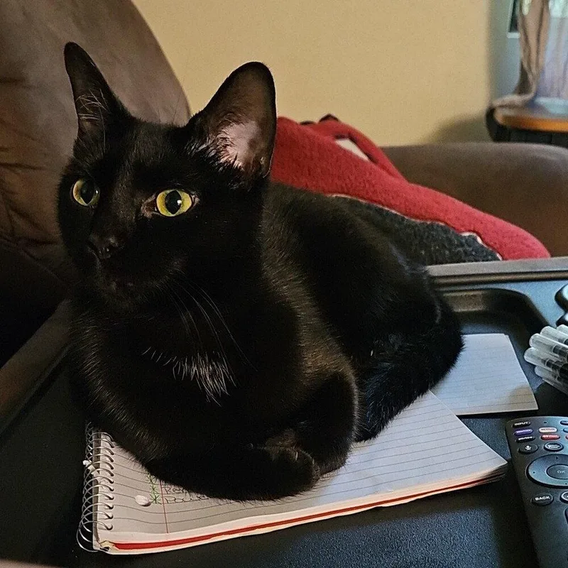 An adult medium-sized female Black Domestic Short Hair cat named Jade for adoption in Candler, NC
