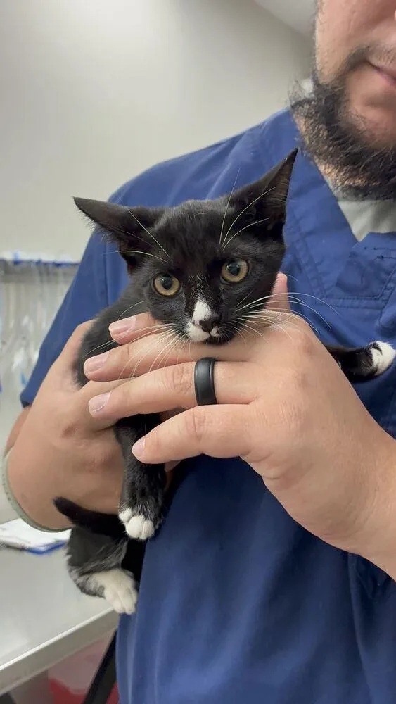 A baby small-sized female Domestic Short Hair cat named Moonquak for adoption in Marietta, GA