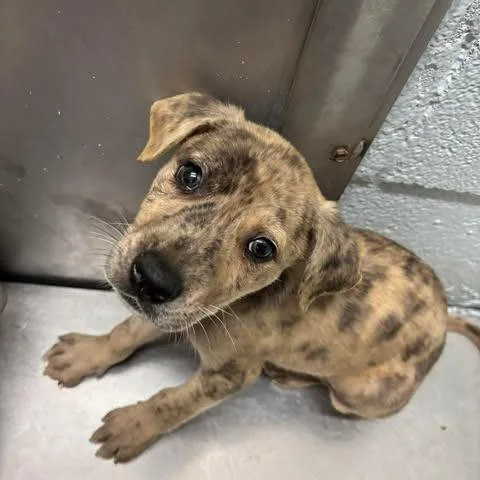 A baby small-sized male Yellow / Tan / Blond / Fawn Mixed Breed dog named Beau for adoption in Bastrop, TX