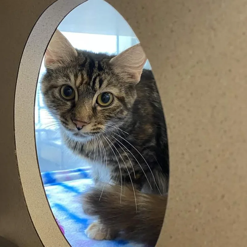 A young medium-sized female Brown / Chocolate Domestic Short Hair cat named Dust Bunny for adoption in Gloucester, VA