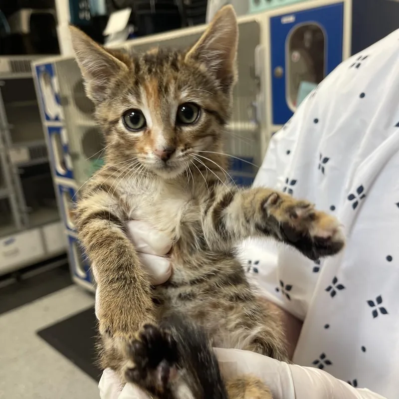 A baby small-sized female Brown / Chocolate Domestic Short Hair cat named Rue for adoption in Grantsville, UT