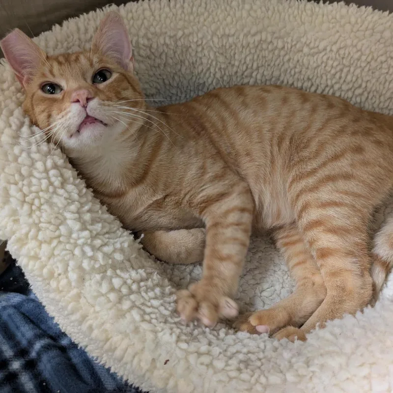 An adult large-sized male Orange / Red Domestic Short Hair cat named Tree Frog for adoption in Santa Rosa, CA