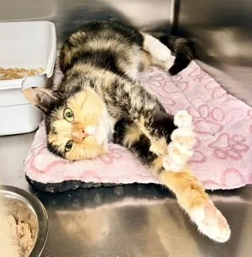 An adult medium-sized female Calico Domestic Short Hair cat named Clementine for adoption in Petersburg, VA