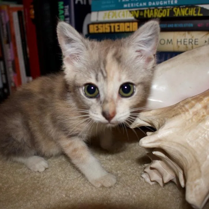 A baby small-sized female Calico Domestic Short Hair cat named Eileen for adoption in San Gabriel, CA