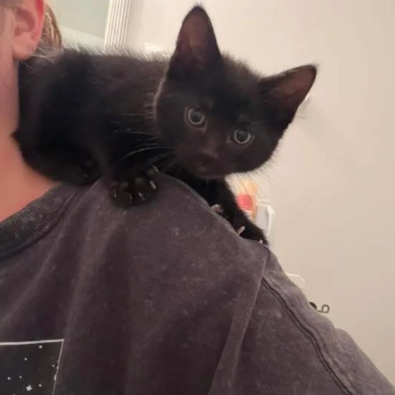 A baby small-sized female Domestic Short Hair cat named Otilla for adoption in Muncie, IN