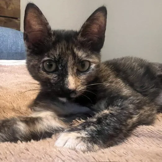 A baby small-sized female Domestic Short Hair cat named Cindy Lou for adoption in Talent, OR