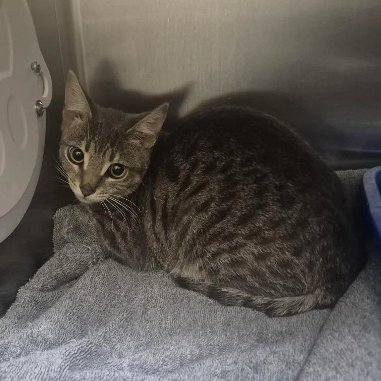 A young medium-sized female Domestic Short Hair cat named Beth for adoption in Los Angeles, CA