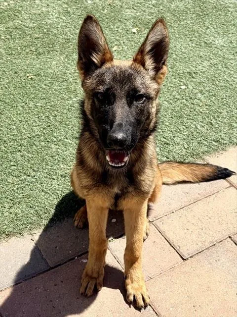 A young large-sized female German Shepherd Dog dog named Anne for adoption in Salinas, CA
