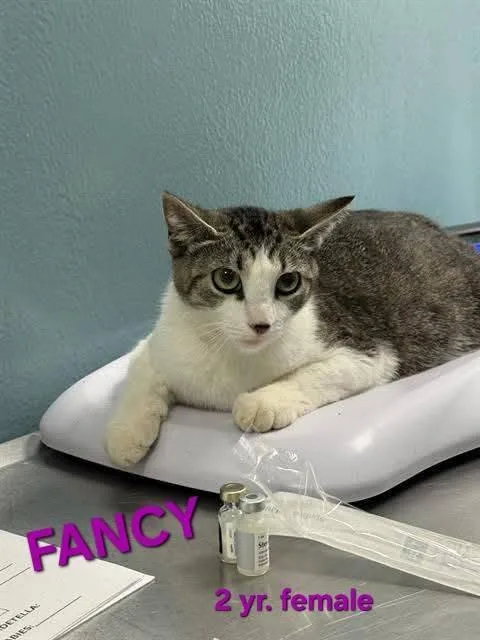 A young medium-sized female Gray & White Domestic Short Hair cat named Fancy for adoption in Holbrook, NY