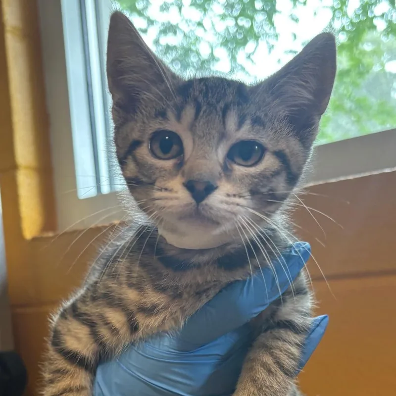 A baby small-sized male Black Domestic Short Hair cat named Zeus for adoption in Chesapeake, VA
