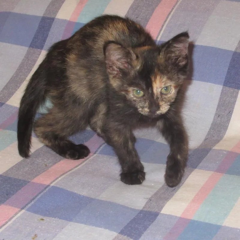 A baby small-sized female Tortoiseshell Domestic Short Hair cat named Raksha for adoption in Rochester, MN