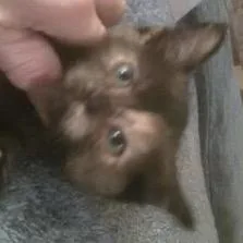 Raksha thumbnail 2