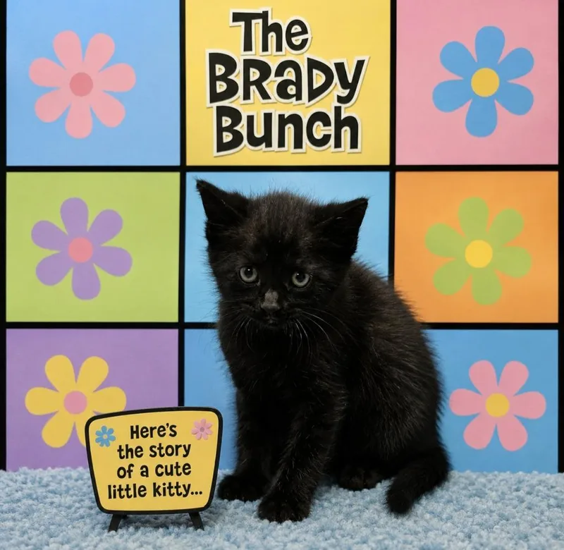 A baby small-sized male Domestic Short Hair cat named Brady for adoption in Washington Court House, OH