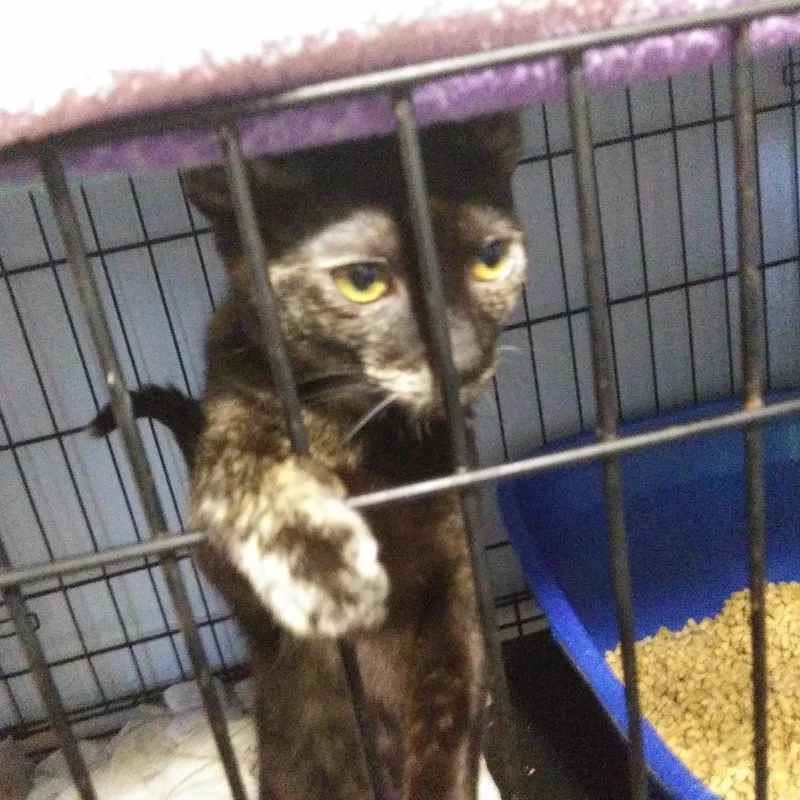 A baby medium-sized female Tortoiseshell cat named Tarte for adoption in Port Wentworth, GA