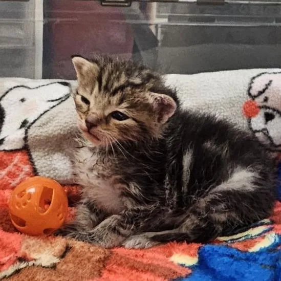 A baby small-sized male Brown / Chocolate Domestic Short Hair cat named Peace for adoption in Lynchburg, VA