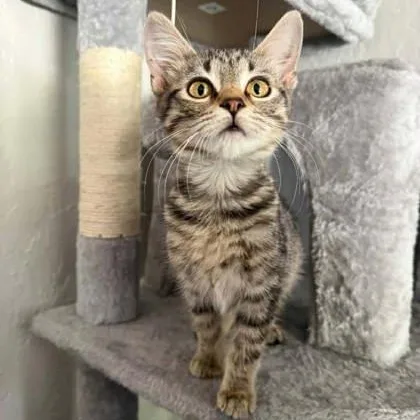 A baby medium-sized female Tabby (Brown / Chocolate) Domestic Short Hair cat named Catherine for adoption in Warr Acres, OK