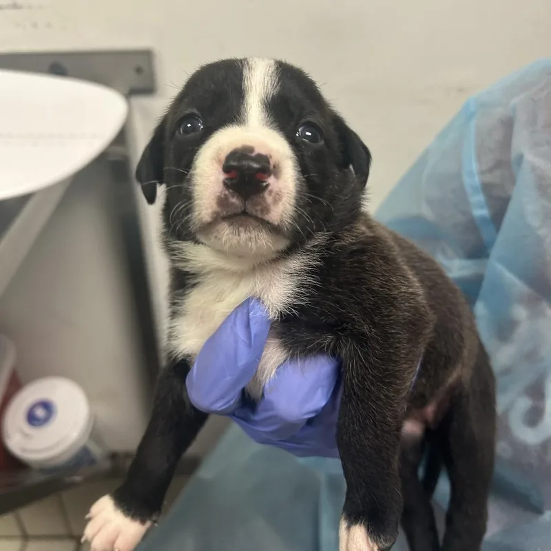A baby small-sized female Black Mixed Breed dog named MawMaw Juanita for adoption in Charleston, WV