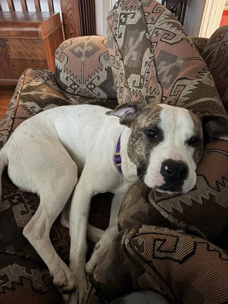 Hopscotch thumbnail 2