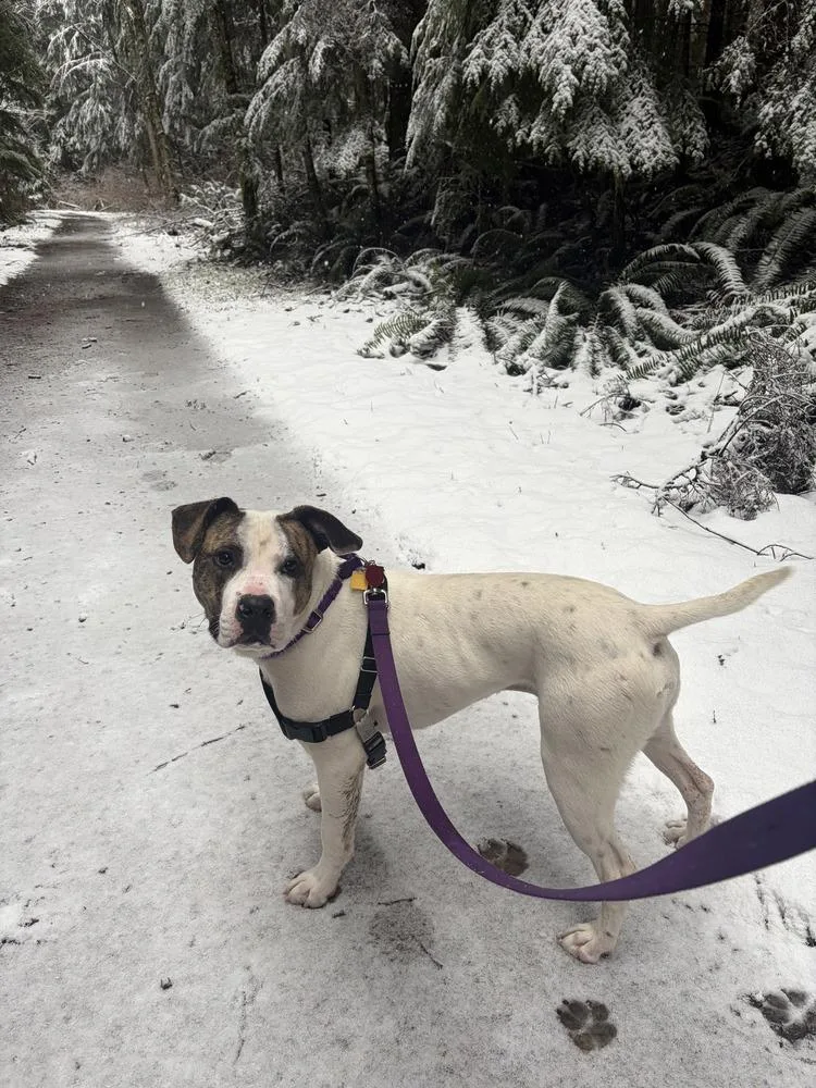 Hopscotch thumbnail 3