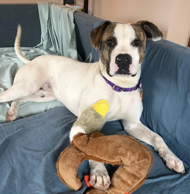 Hopscotch thumbnail 4