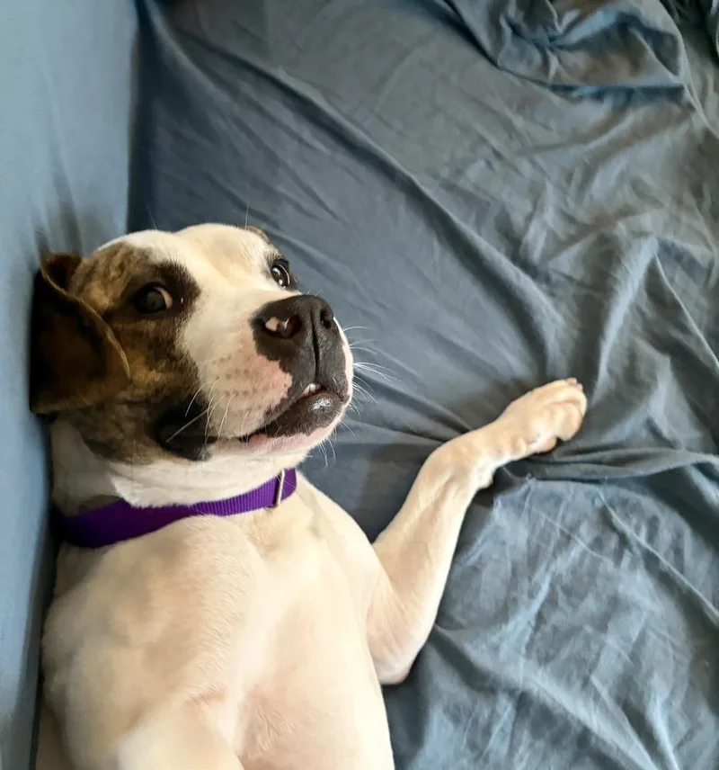 Hopscotch thumbnail 5