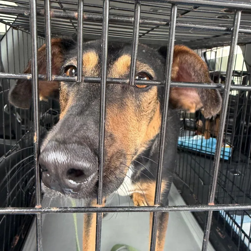 An adult medium-sized male Black Afghan Hound dog named Max for adoption in San Diego, CA