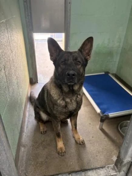 An adult large-sized male German Shepherd Dog dog named Romeo for adoption in Chatsworth, CA