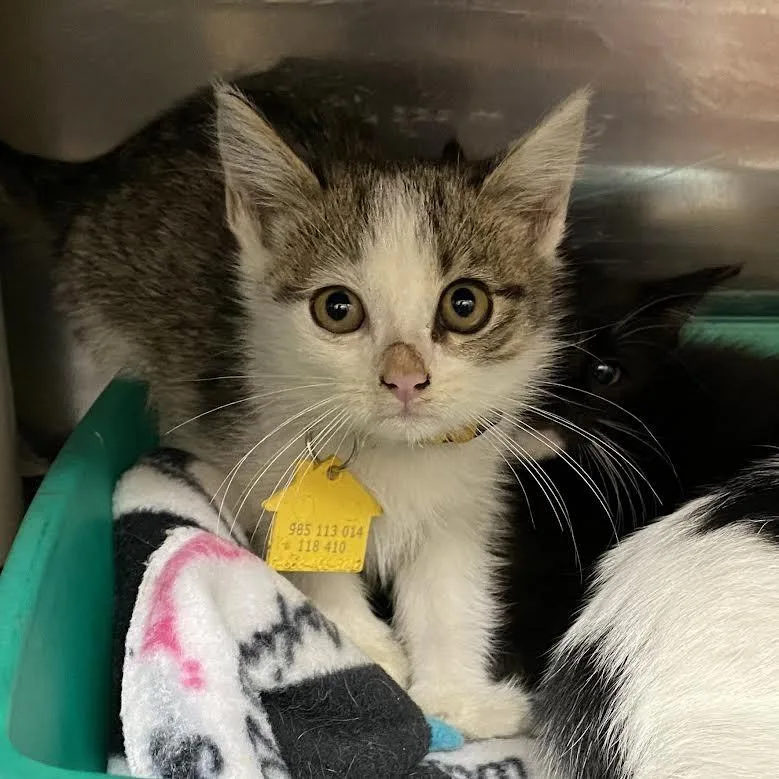 A baby small-sized male Domestic Short Hair cat named Verdana for adoption in Springfield, MA