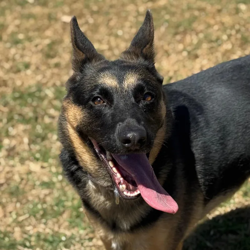 An adult medium-sized female Black German Shepherd Dog dog named Freya for adoption in Santa Barbara, CA