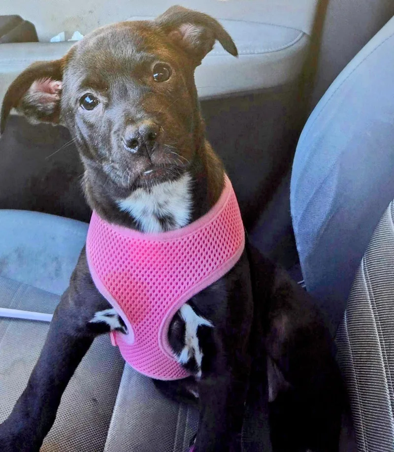 A young medium-sized female Hound dog named Pinkie for adoption in Holly Springs, NC