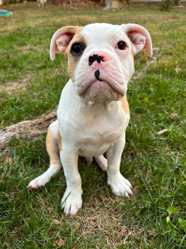 A baby medium-sized male American Bulldog dog named Angus for adoption in Shawnee, OK