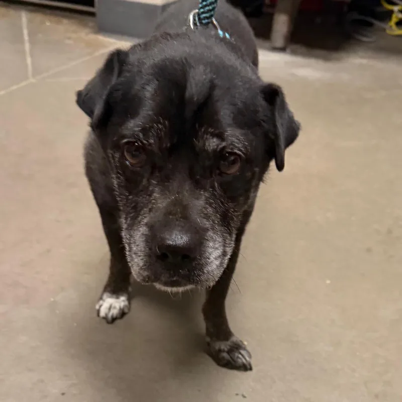 An adult small-sized male Terrier dog named Dave for adoption in Yuma, AZ