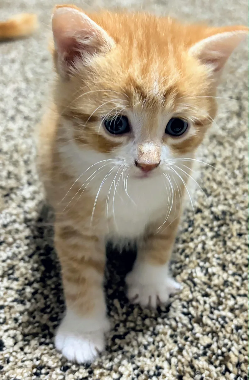 A baby small-sized male Orange & White American Shorthair cat named Doyle for adoption in Waverly, IA