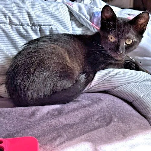 Charley