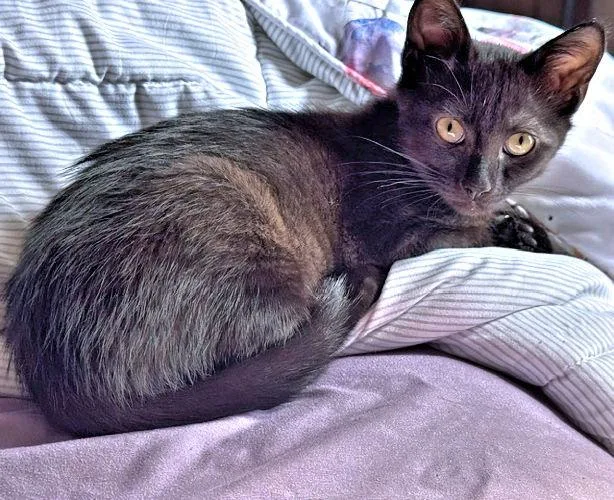 Charley thumbnail 2
