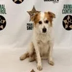 An adult medium-sized male Chihuahua dog named Gabriel for adoption in West Palm Beach, FL