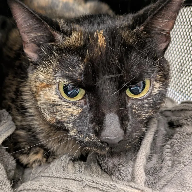 An adult medium-sized female Black Domestic Short Hair cat named Aurora for adoption in Oshkosh, WI