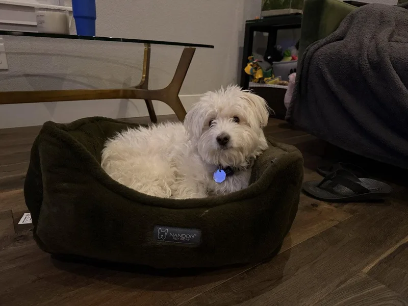 An adult small-sized male Poodle dog named Nougat for adoption in Fort Collins, CO