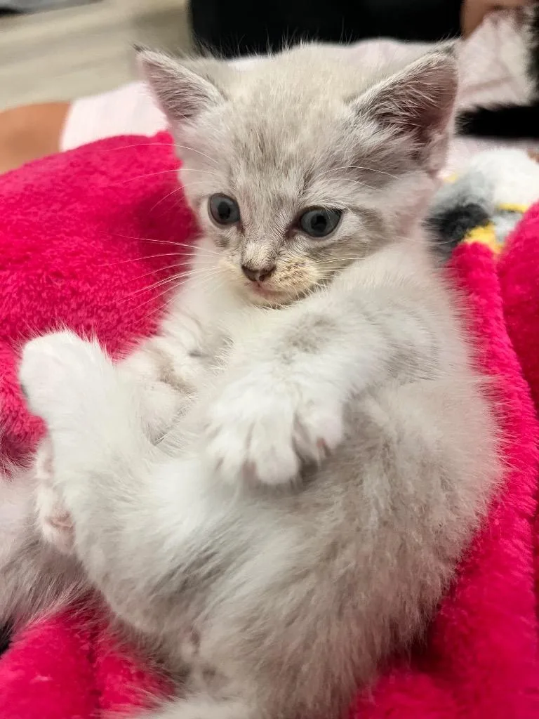 A baby small-sized female Domestic Short Hair cat named Iris for adoption in Newnan, GA