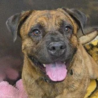 A young medium-sized male American Staffordshire Terrier dog named Muffins for adoption in Whittier, CA