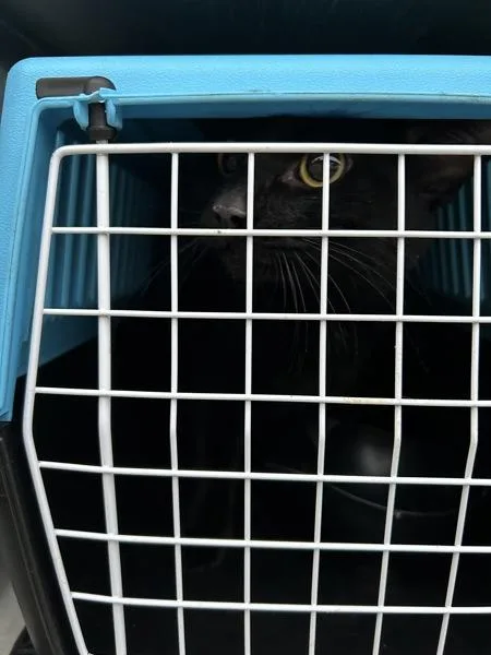 An adult large-sized male Domestic Short Hair cat named Bartholomew for adoption in Virginia Beach, VA