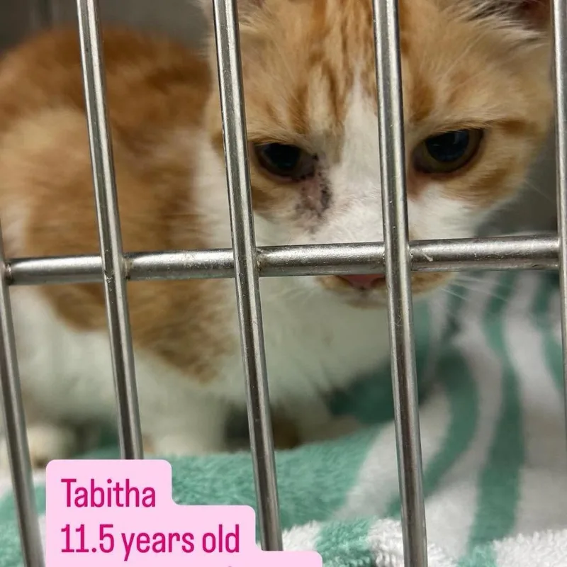 A senior small-sized female Orange / Red Domestic Short Hair cat named Tabitha for adoption in Tampa, FL