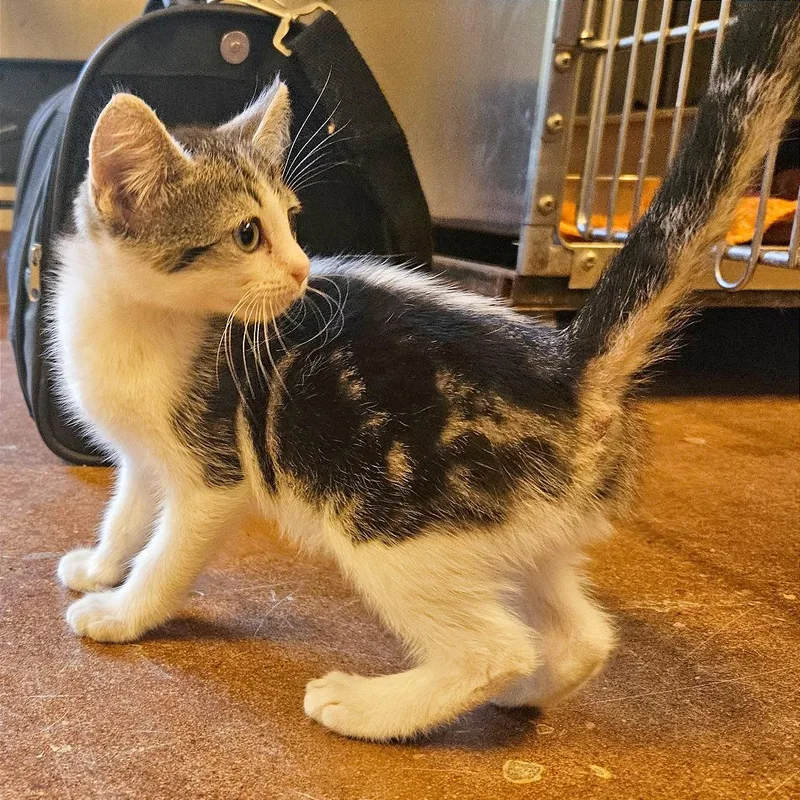A baby small-sized female Domestic Short Hair cat named Pocus for adoption in Clarksville, AR