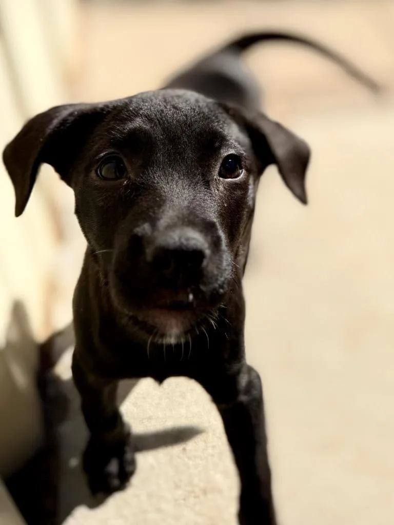 A baby small-sized female Labrador Retriever dog named Np for adoption in Muskegon, MI