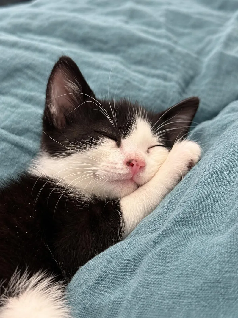 A baby small-sized female Domestic Short Hair cat named Maple for adoption in Long Beach, CA