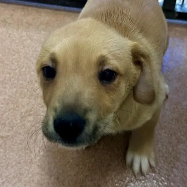 A baby medium-sized male Shepherd dog named Tony Bennett for adoption in Walnut Creek, CA