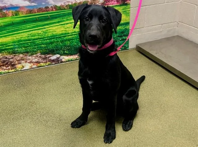 A young small-sized female Labrador Retriever dog named A for adoption in Moreno Valley, CA