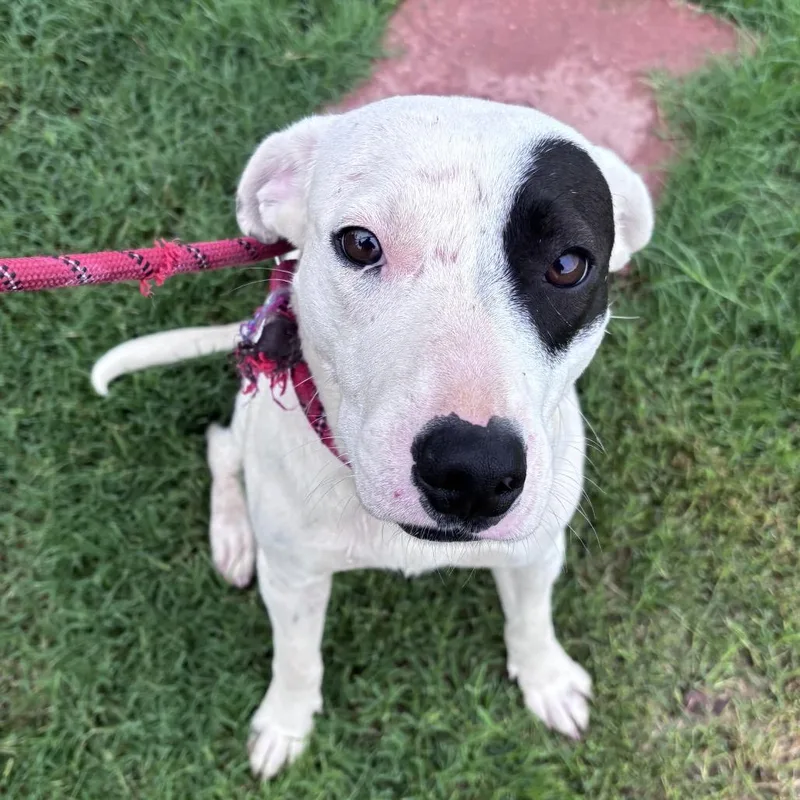 A young medium-sized female White / Cream Labrador Retriever dog named Judy for adoption in Floresville, TX